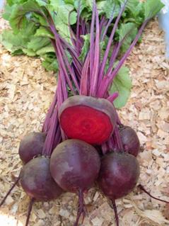 چغندر لبویی